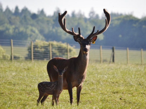 Deer Safari